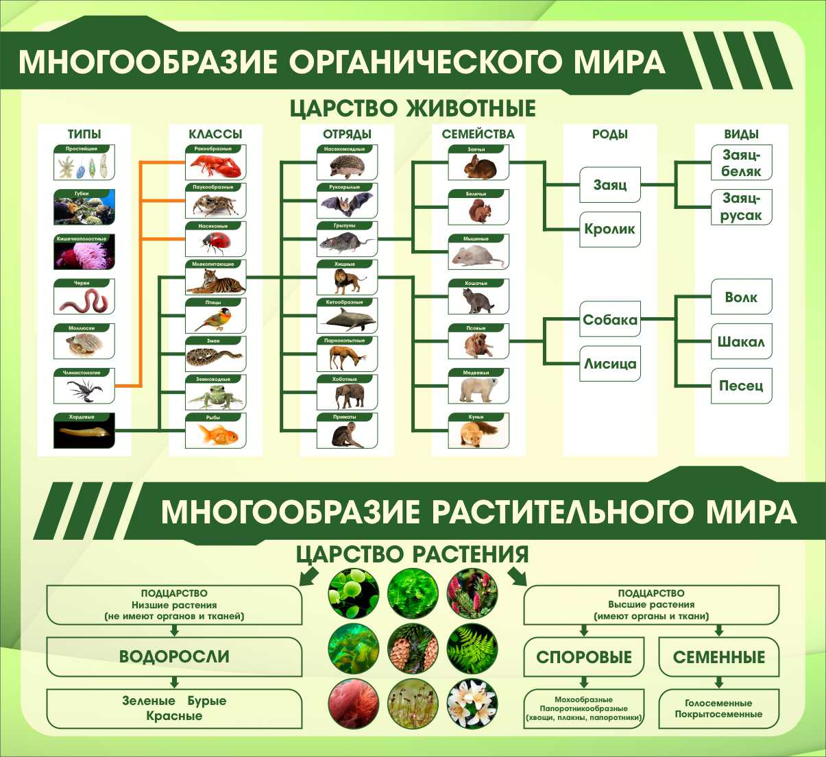 Стенд в кабинет биологии Царство животные Царство растения купить в Кирове